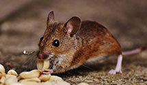 24 Hour & Emergency Exterminators in Los Angeles AFB, CA